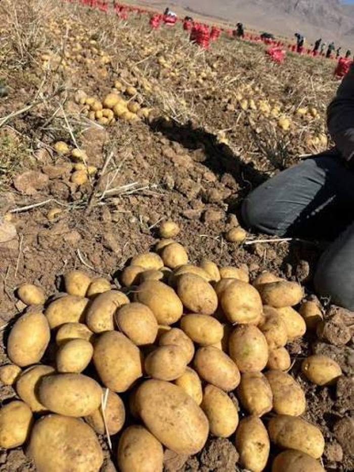 نقش محوری شبکه تعاون روستایی همدان در تأمین روزانه بیش از ۱۰۰ تن سیب‌زمینی برای بازار تهران