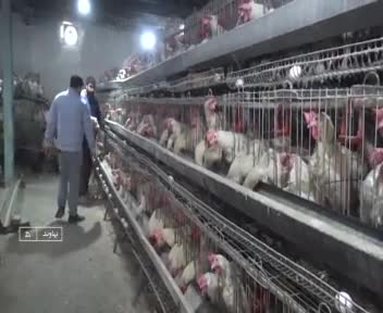 تولید مرغ تخمگذار توسط جوان نهاوندی